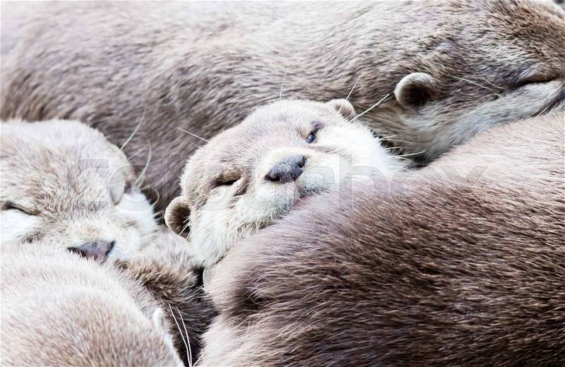 Lazy group of Asian small-clawed otter, close-up, stock photo