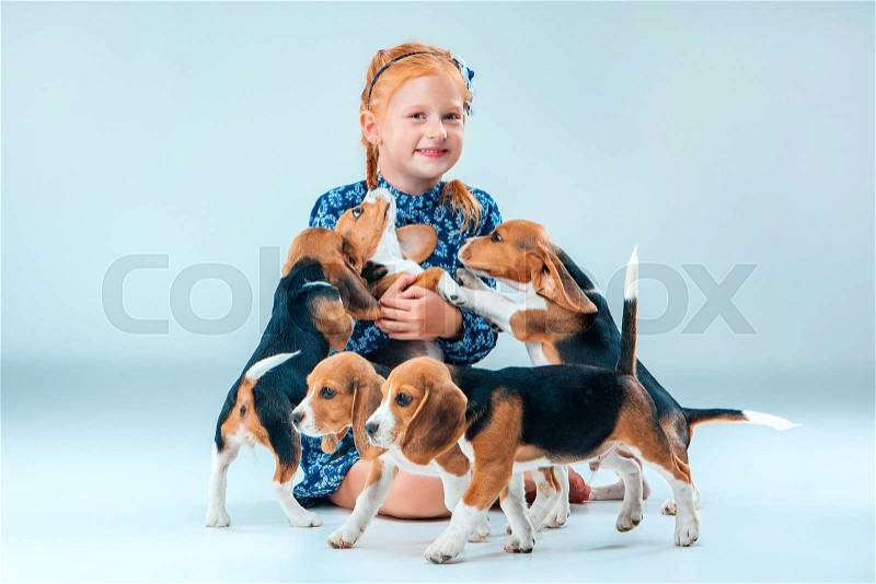 The happy girl and many beagle puppies on gray background, stock photo