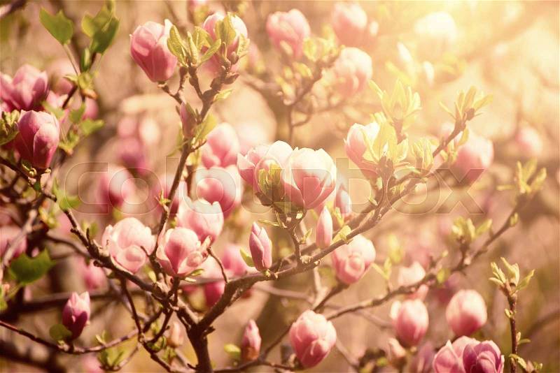 Blossoming of magnolia flowers in spring time, sunny vintage floral background, stock photo