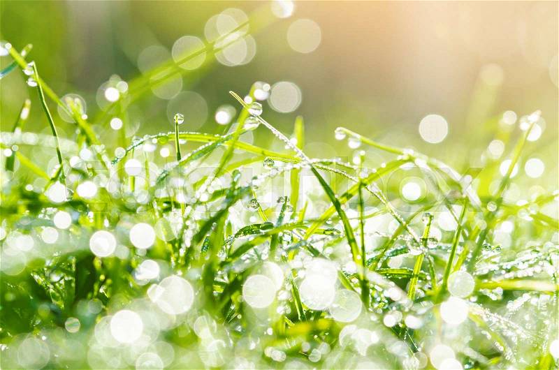 Fresh green grass with water drops and day light, stock photo