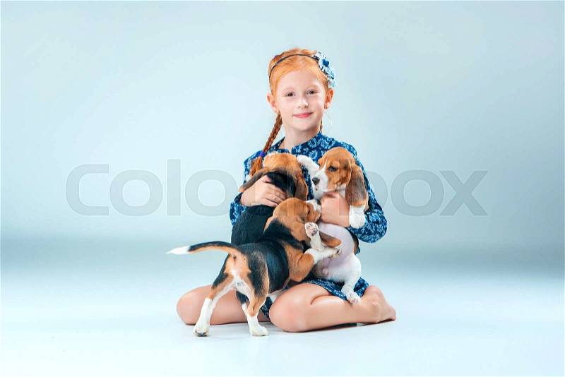 The happy girl and the two beagle puppie on gray background, stock photo