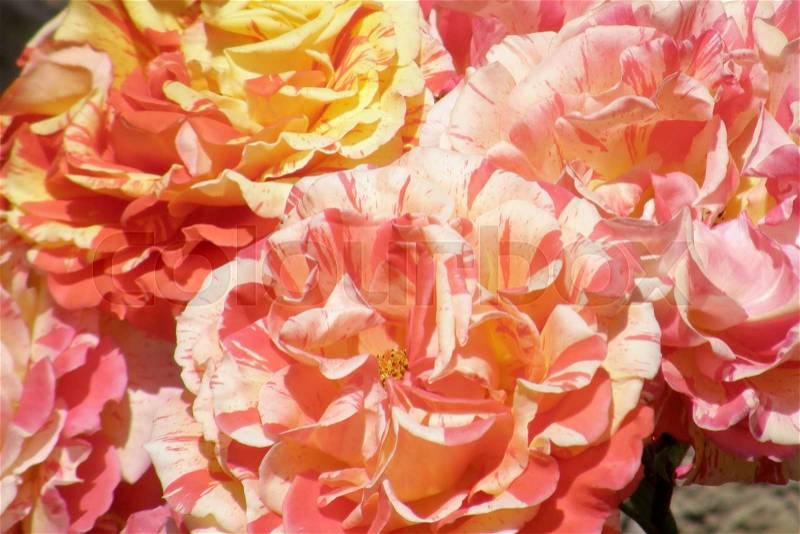 Rose Flower. Very beautiful image, stock photo