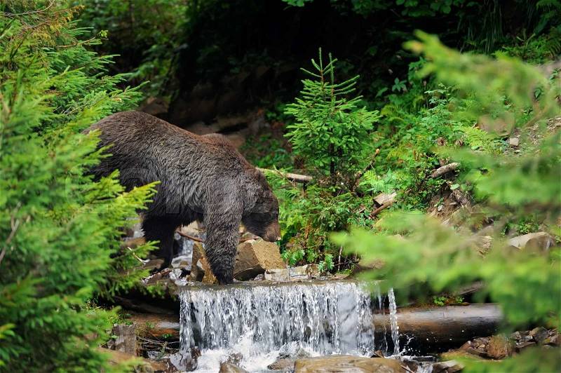 Big brown bear in river. Brown bear (Ursus arctos) in water, stock photo