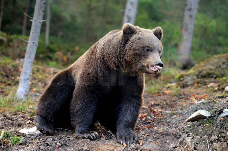 Big brown bear (Ursus arctos) in the forest, stock photo