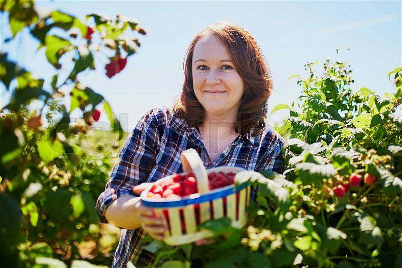 Smiling woman gathering ripe raspberries in basket on farm or in garden, stock photo
