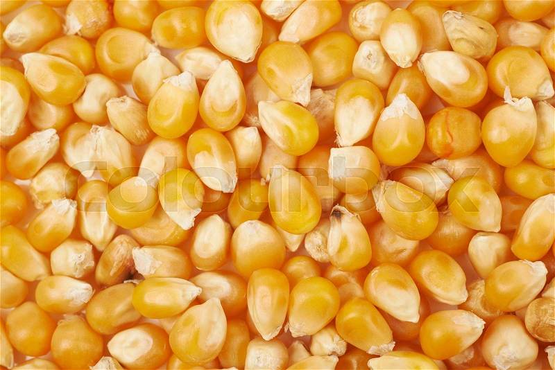 Surface coated with multiple corn kernels as a background composition, stock photo