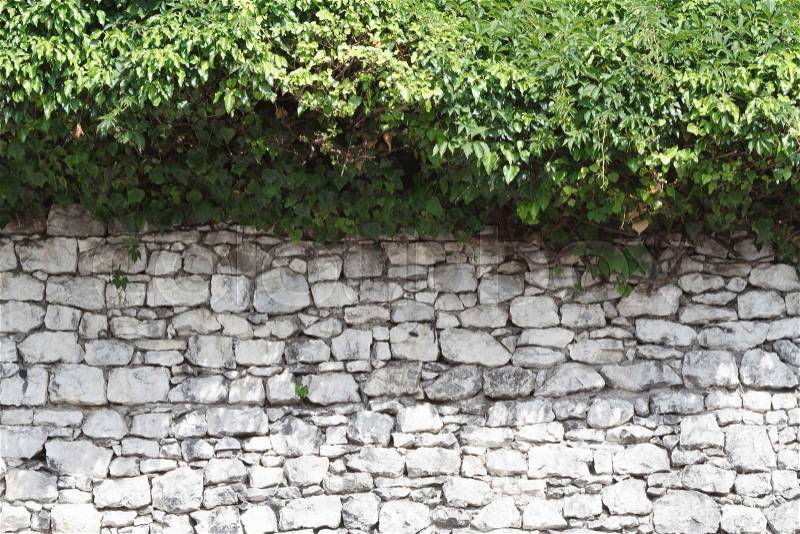 Old stone fence and a hedge of wild grape close-up. horizontal , stock photo