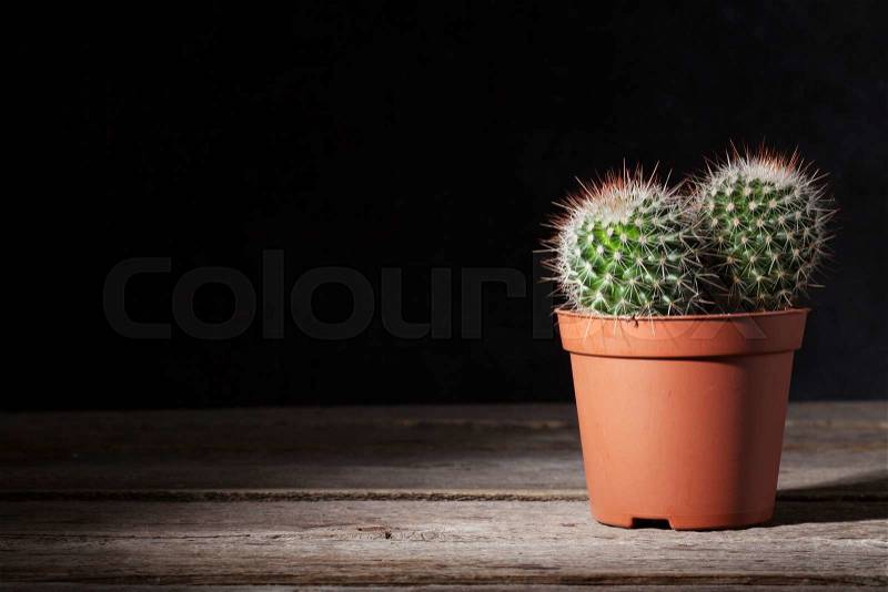 Cactus in front of dark wall on wooden table. View with copy space, stock photo