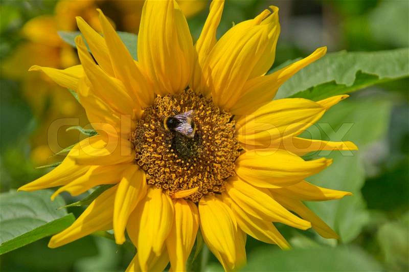Sun flower with Bumble Bee, stock photo