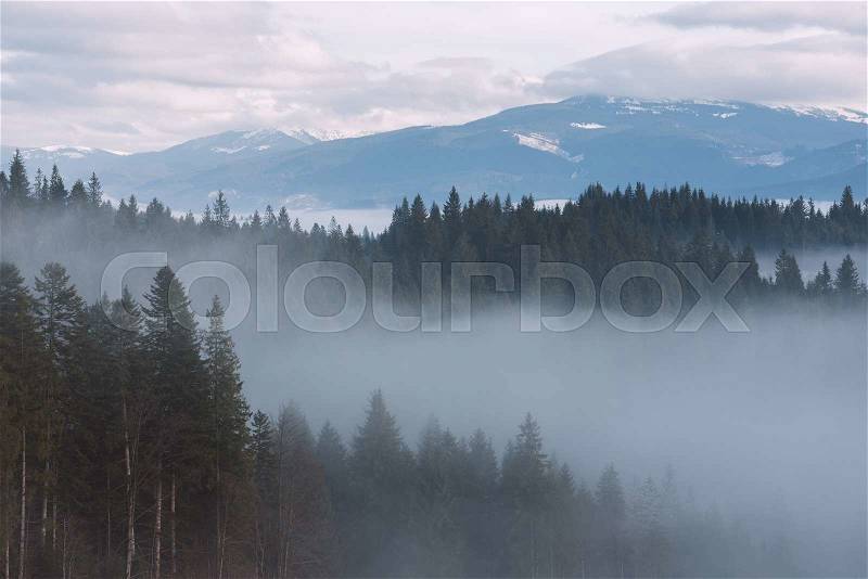 Mountain landscape in winter. Fir forest and fog. Cloudy day. Carpathian Ukraine, Europe. Art processing of photos. Low contrast and color toning, stock photo