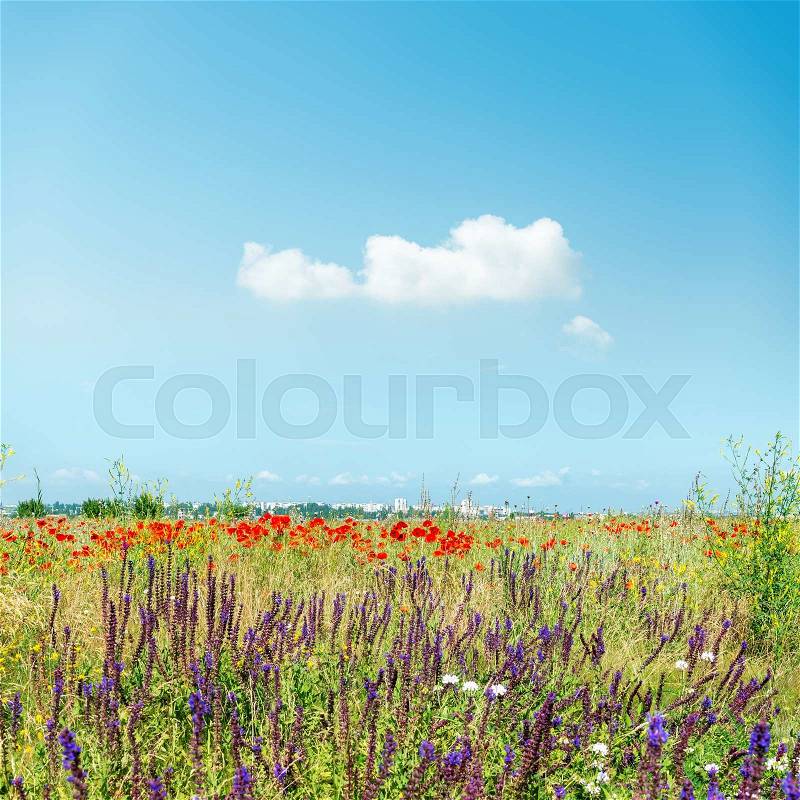 Wild flowers on meadow and cloud in blue sky, stock photo