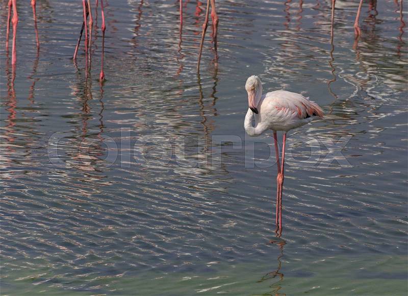 Greater flamingo in Ras Al Khor wildlife sanctuary, stock photo