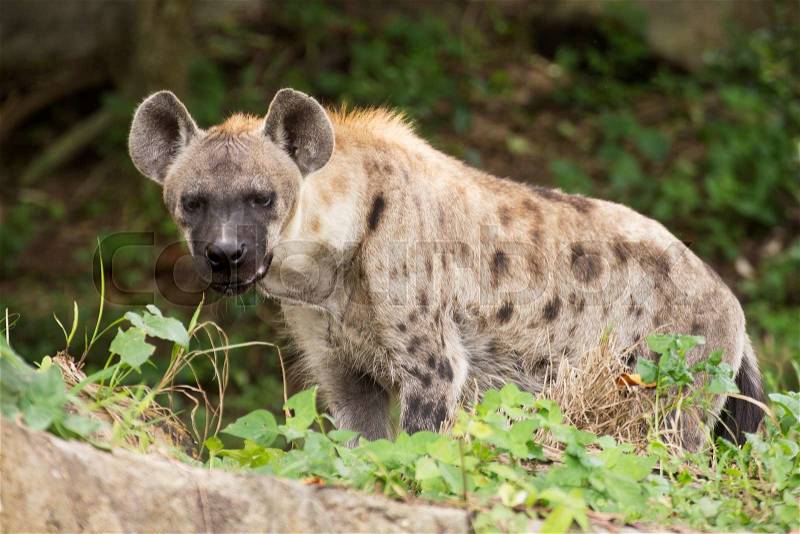 Spotted Hyena watching something in the park, stock photo