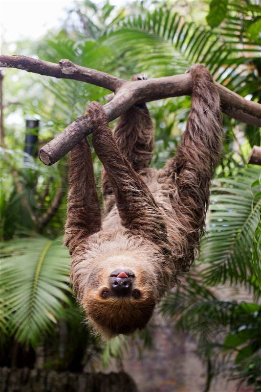 Young Hoffmann's two-toed sloth (Choloepus hoffmanni) on the tree, stock photo
