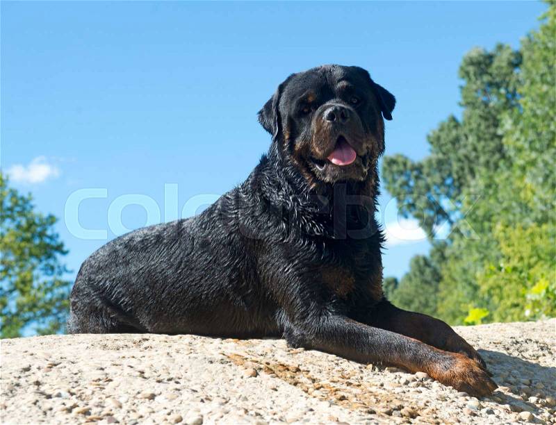 Purebred rottweiler lying down on a rock in nature, stock photo
