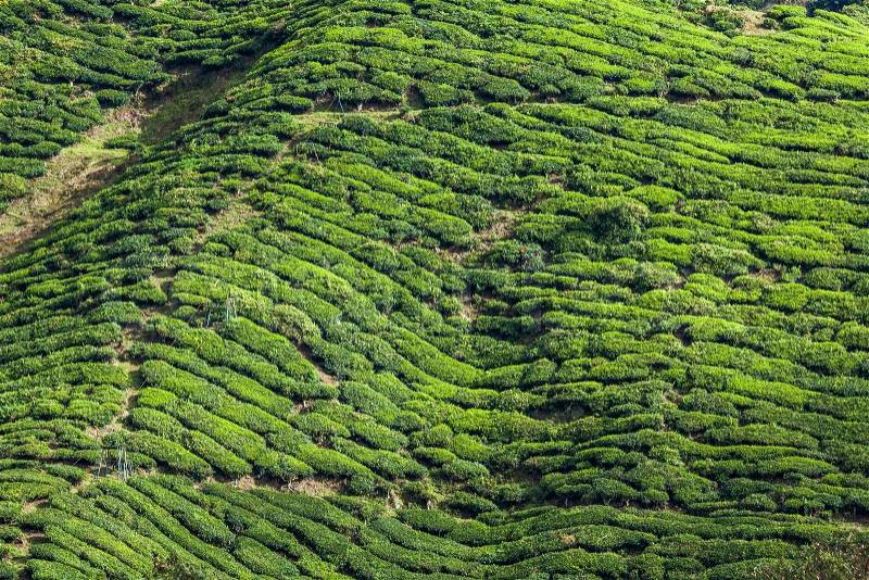 Tea plantations in Munnar, Kerala, India, stock photo