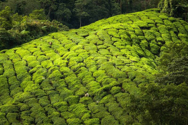 Kerala India travel background - green tea plantations in Munnar, Kerala, India - tourist attraction, stock photo