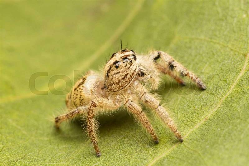 Macro small spider. A small spider on a leaf, stock photo