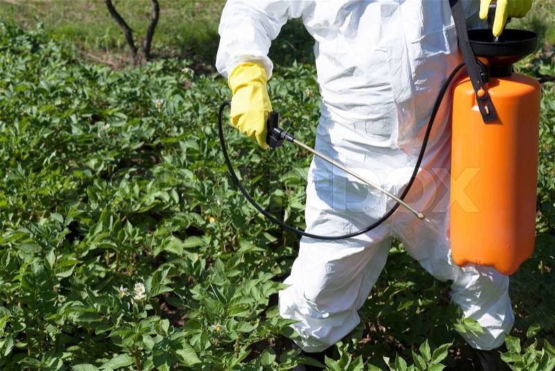 Man spraying toxic pesticides or insecticides in vegetable garden, stock photo