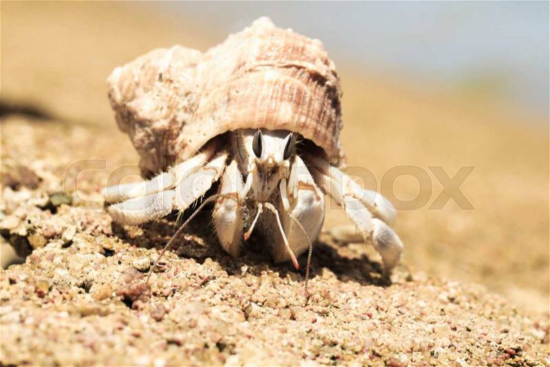 Hermit Crab in a screw shell, stock photo
