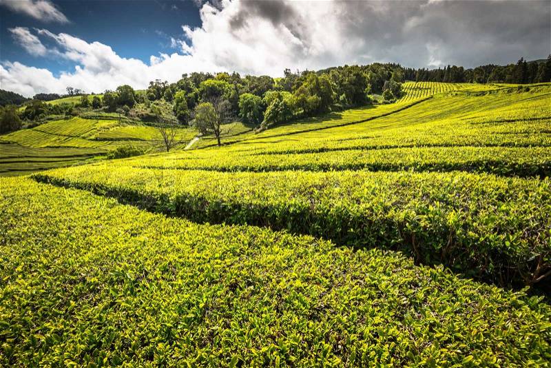 Tea plantation in Porto Formoso. Amazing landscape of outstanding natural beauty, stock photo