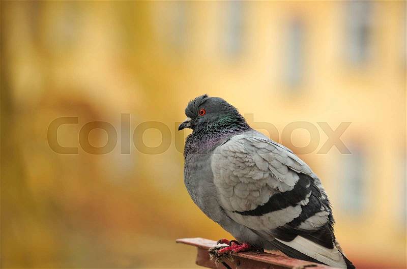 A close-up of a grey rock pigeon (Columba livia), stock photo