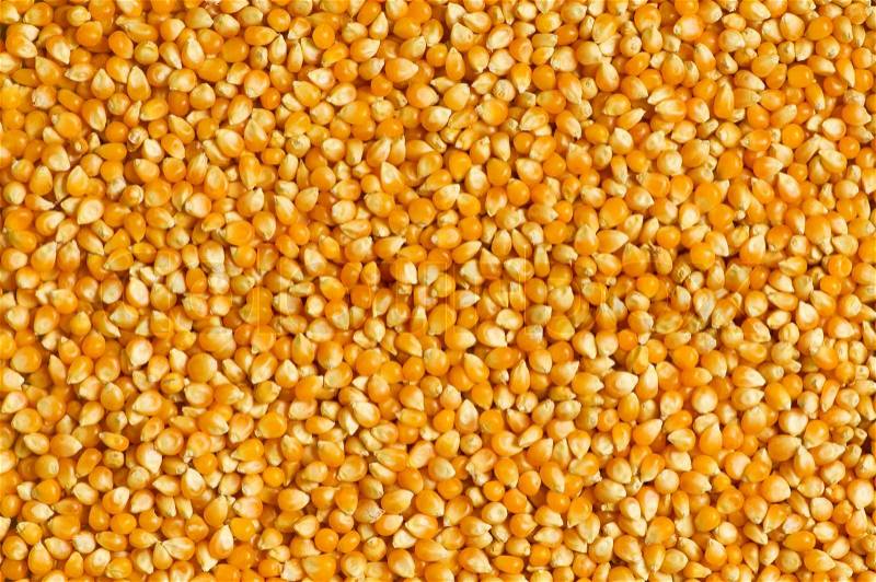 Bright corn kernels arranged as the background, stock photo