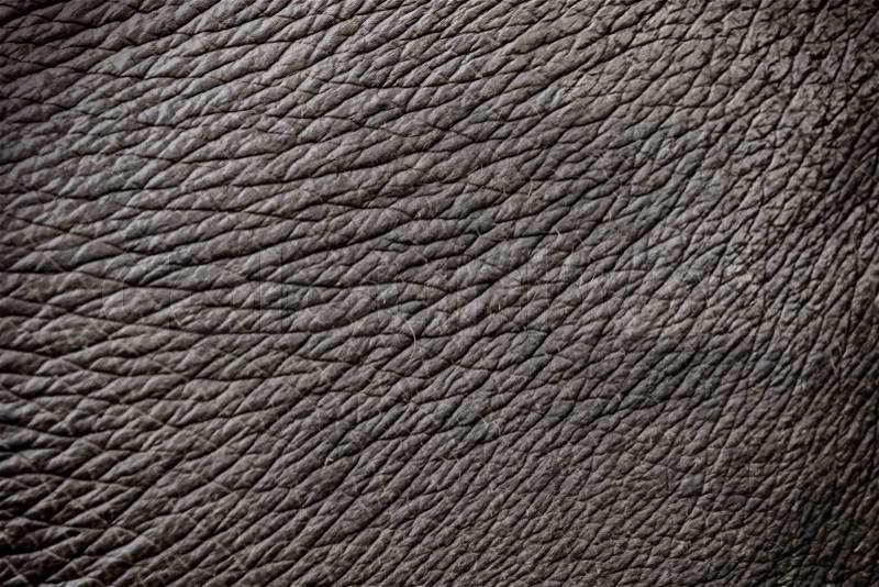 Elephant skin texture abstract background, stock photo