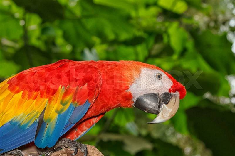 Close up of colorful scarlet macaw parrot, stock photo