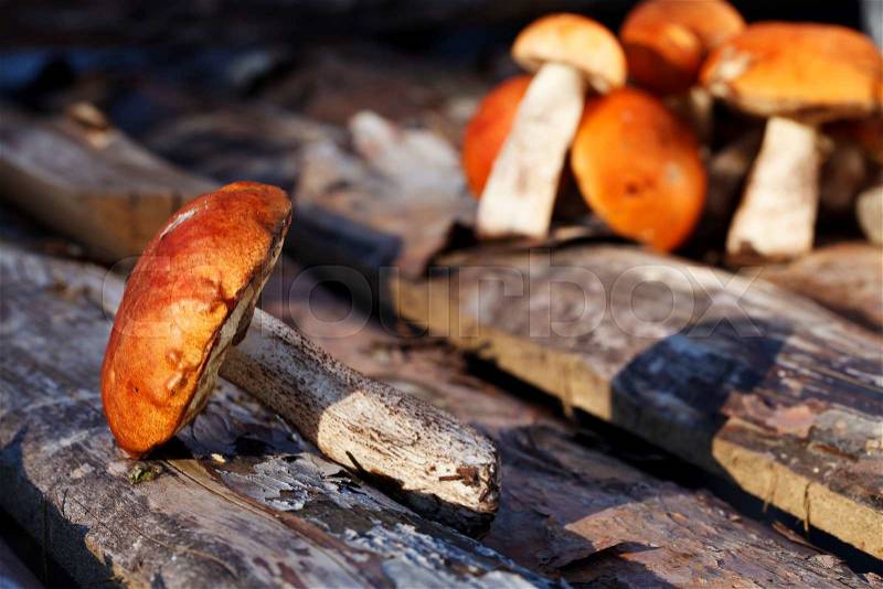 Beautiful fresh mushrooms closeup, harvest from the forest, stock photo