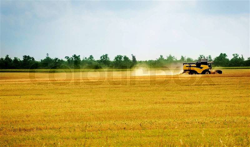 Harvesting combine in the field cropping cereal field, stock photo
