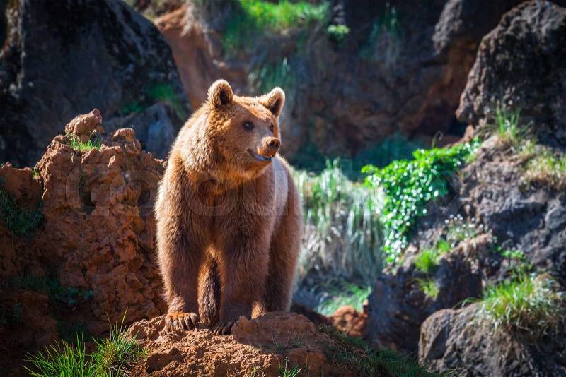 North American Grizzly Bear at sunrise in Western USA, stock photo