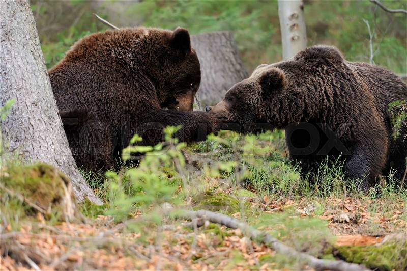 Big brown bear (Ursus arctos) in the forest, stock photo