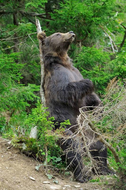 Brown bear (Ursus arctos) scratch back on the the tree trunk in the forest, stock photo