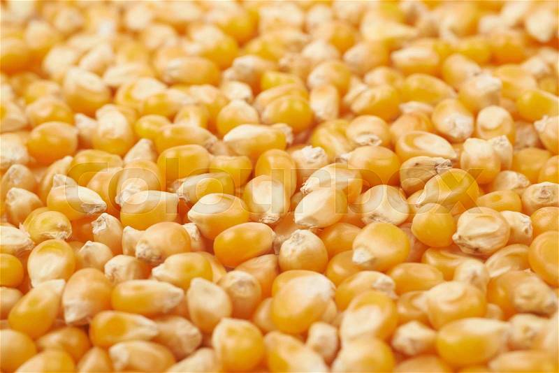 Surface coated with multiple corn kernels as a background composition with a shallow depth of field, stock photo
