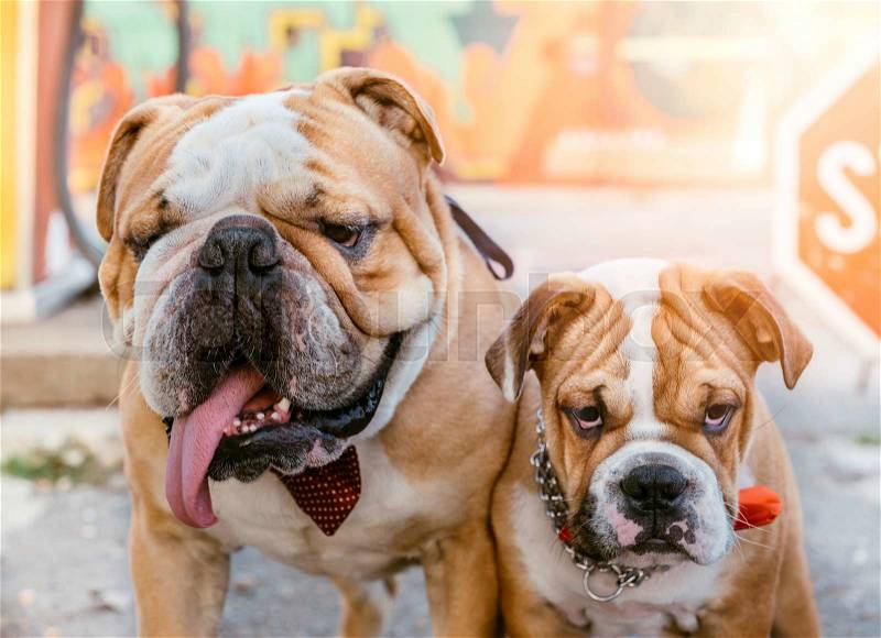 Portrait of little grumpy and big English bulldogs,selective focus, stock photo