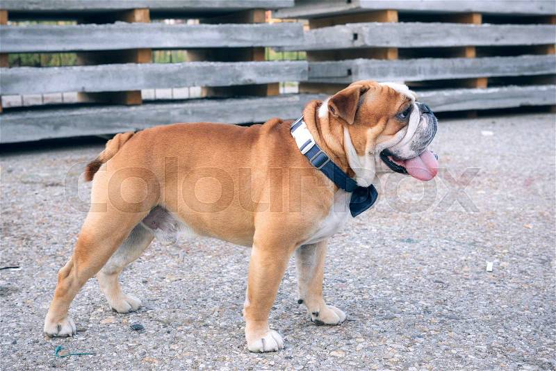 Male of English bulldog outdoor,selective background , stock photo