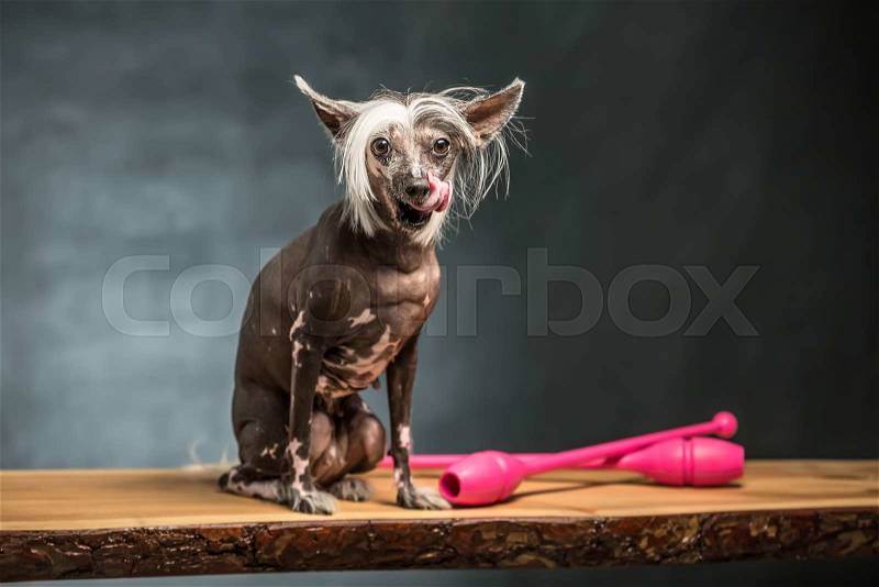 Funny chinese crested dog licks its nose while sits on the chipboard in the studio on the textured background. Near dog there are two pink sticks. Horizontal, stock photo