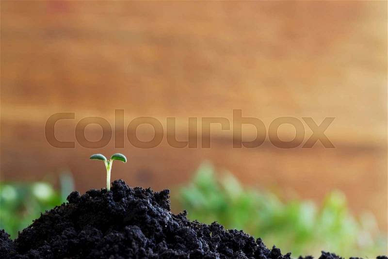 The green sprout sprouted in a soil, stock photo