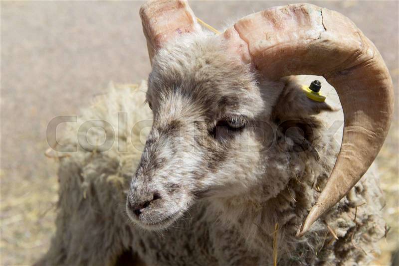 One young ram with large horns. photo, stock photo