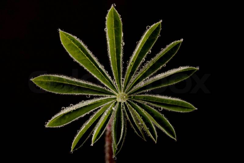 Young sheet of a plant covered with dew on a black background, stock photo