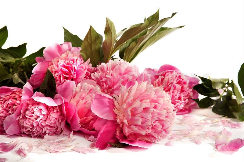 Bouquet of pink peonies on a white background, stock photo