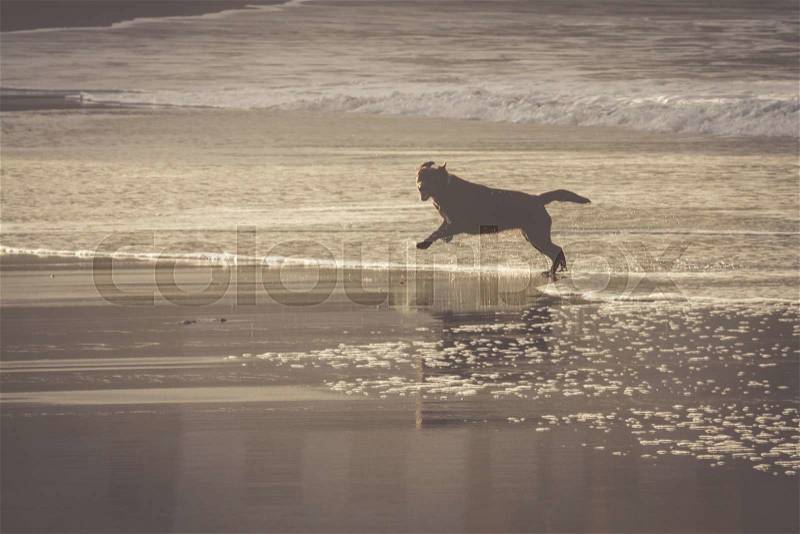 Dog travel happy run on the beach, stock photo