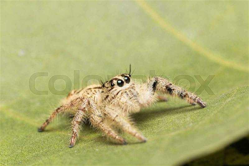 Macro small spider. A small spider on a leaf, stock photo