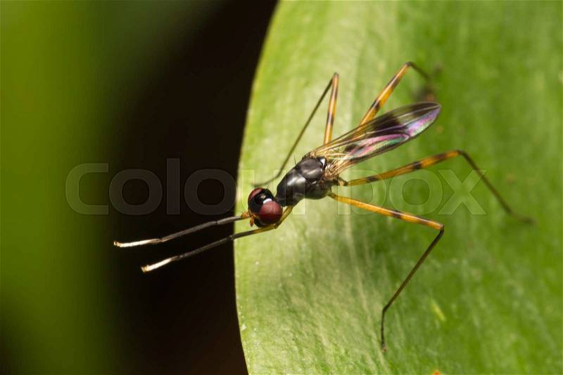 Macro small insects. A small insect perched on a tree in the garden, stock photo