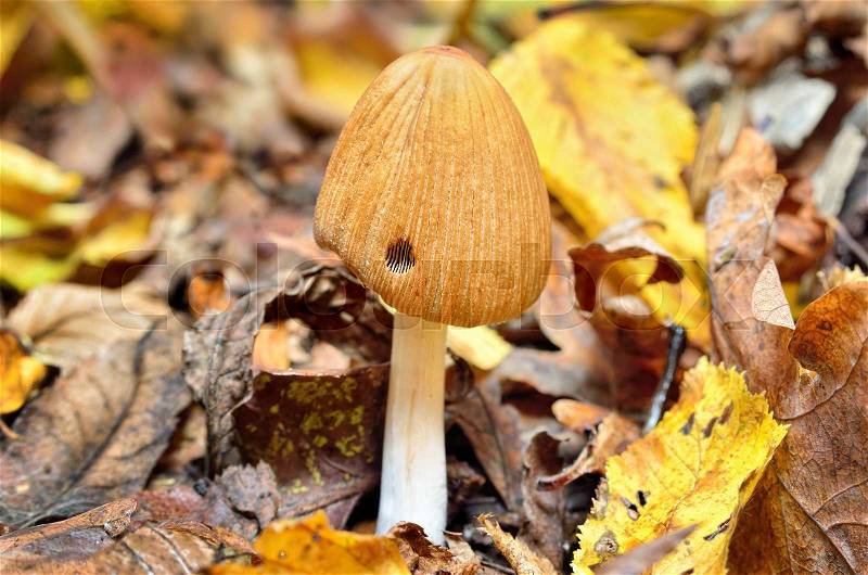Family inedible mushrooms growing in the forest. Poisonous mushrooms in the wild nature, stock photo