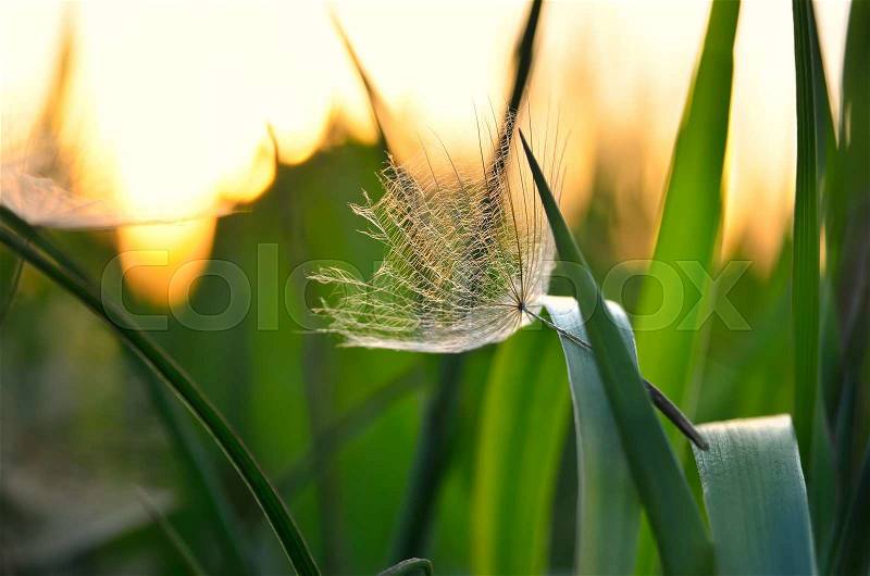 Lonely achene dandelion on background of sunset. Gone with the Wind dandelion seeds on the grass, stock photo