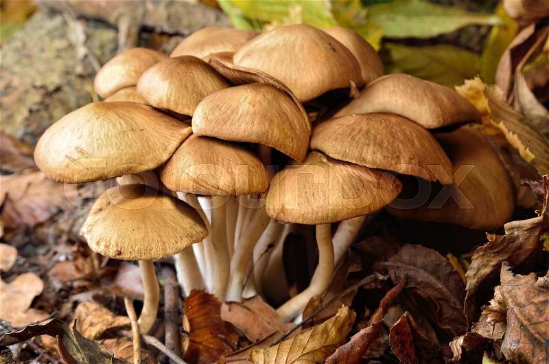 Family inedible mushrooms growing in the forest. Poisonous mushrooms in the wild nature, stock photo
