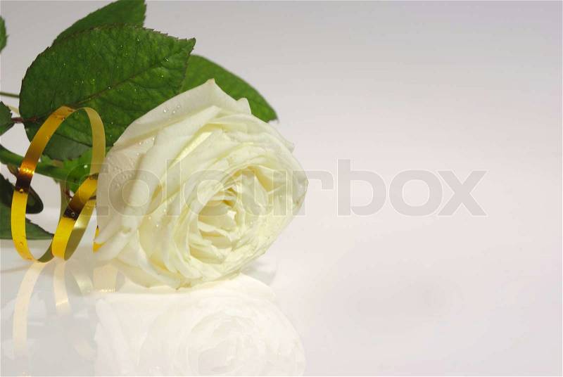 Still life with one white rose and gold ribbon with reflection, stock photo