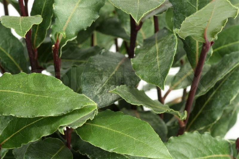 Close up of green laurel leaves on a laurel bush, stock photo